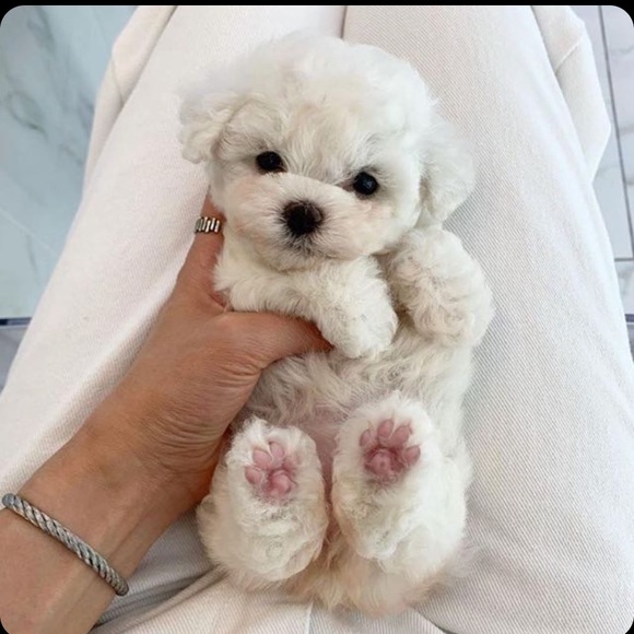 Meet your Posher, Aliese - Picture 1 of 1